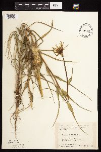 Tragopogon dubius image