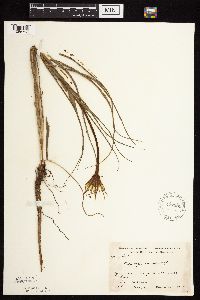 Tragopogon dubius image