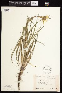 Tragopogon dubius image