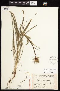Tragopogon porrifolius image