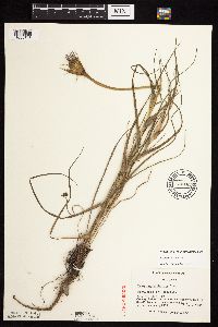 Tragopogon porrifolius image