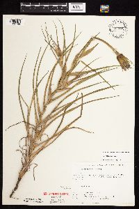 Tragopogon porrifolius image