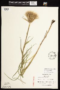 Tragopogon pratensis image