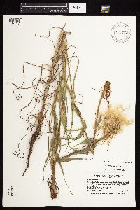 Tragopogon pratensis image
