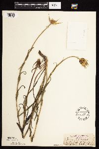 Tragopogon pratensis image