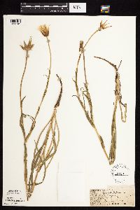 Tragopogon pratensis image