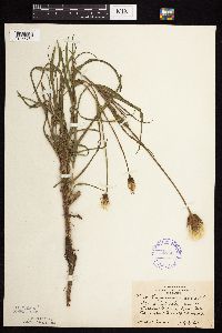 Tragopogon pratensis image