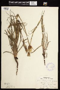 Tragopogon pratensis image