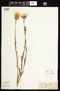 Tragopogon pratensis image
