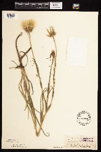 Tragopogon pratensis image