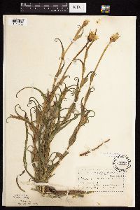 Tragopogon pratensis image