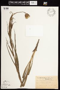 Tragopogon pratensis image