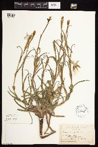 Tragopogon pratensis image
