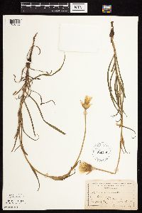 Tragopogon pratensis image