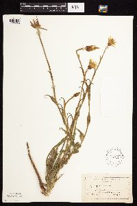 Tragopogon pratensis image