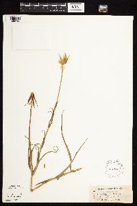 Tragopogon pratensis image
