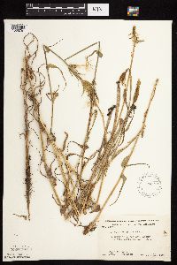 Tragopogon pratensis image