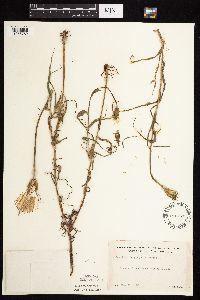 Tragopogon pratensis image