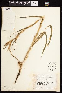 Tragopogon pratensis image