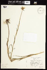 Tragopogon pratensis image