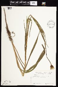 Tragopogon pratensis image