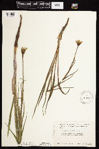 Tragopogon pratensis image