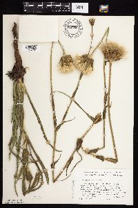 Tragopogon pratensis image