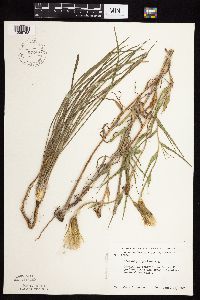Tragopogon pratensis image