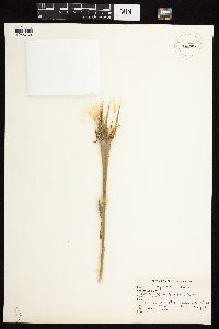 Tragopogon pratensis image