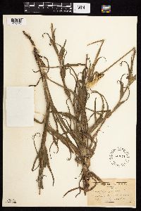 Tragopogon pratensis image