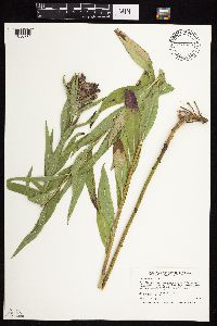 Vernonia fasciculata image