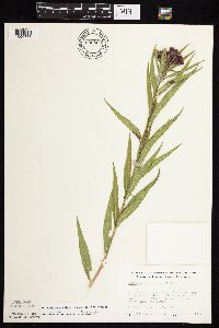 Vernonia fasciculata image