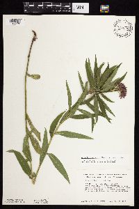 Vernonia fasciculata image