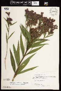 Vernonia fasciculata image