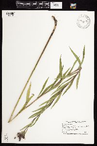 Vernonia fasciculata image