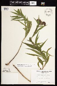 Vernonia fasciculata image