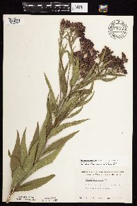 Vernonia fasciculata image