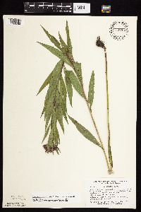 Vernonia fasciculata image
