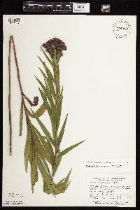 Vernonia fasciculata image