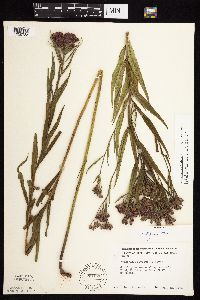 Vernonia fasciculata image