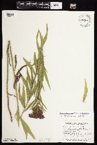 Vernonia fasciculata image