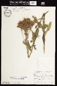 Vernonia fasciculata image