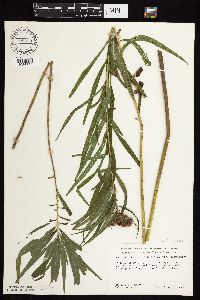 Vernonia fasciculata image