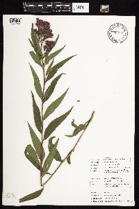 Vernonia fasciculata image