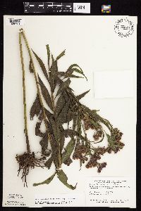 Vernonia fasciculata image