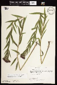 Vernonia fasciculata image