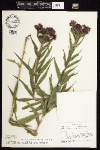 Vernonia fasciculata image