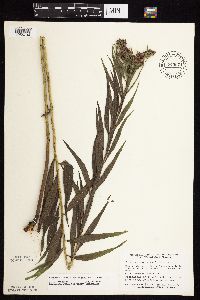 Vernonia fasciculata image