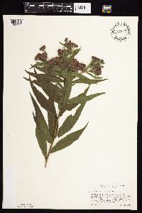Vernonia fasciculata image
