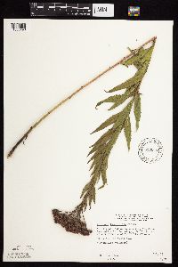 Vernonia fasciculata image